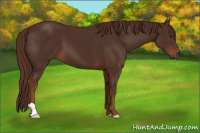 Horse Color:Gray Chestnut 