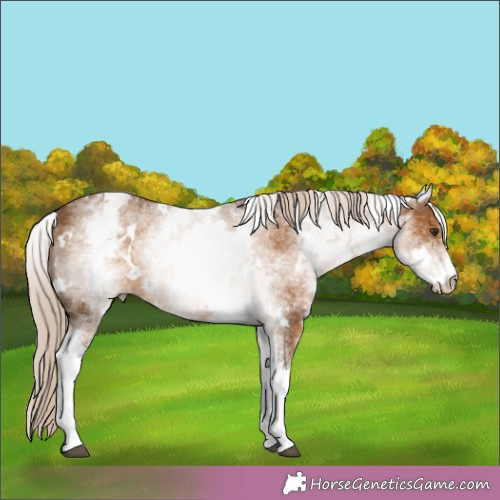 Horse Color:White Spotted Chocolate Palomino 