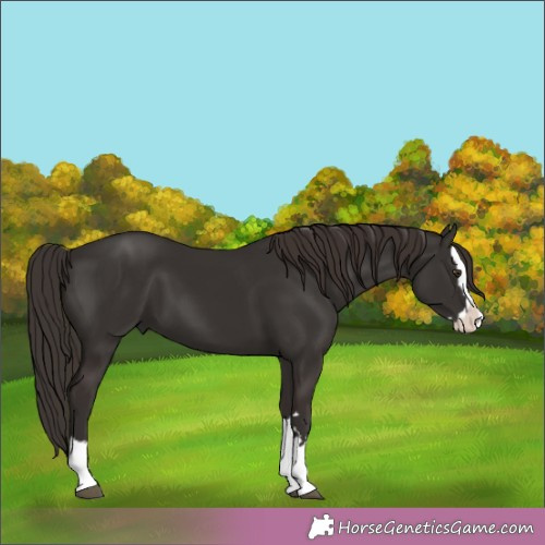 Horse Color:Liver Chestnut Splash 