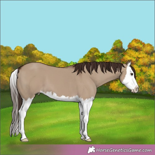 Horse Color:Liver Red Dun Splash 