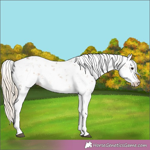 Horse Color:Chocolate Palomino Sabino 