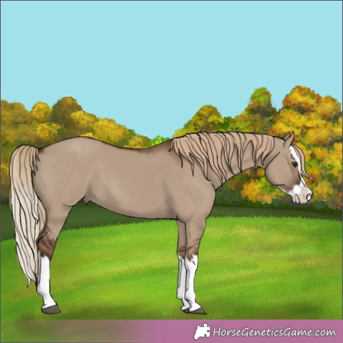 Horse Color:Liver Red Dun Splash 