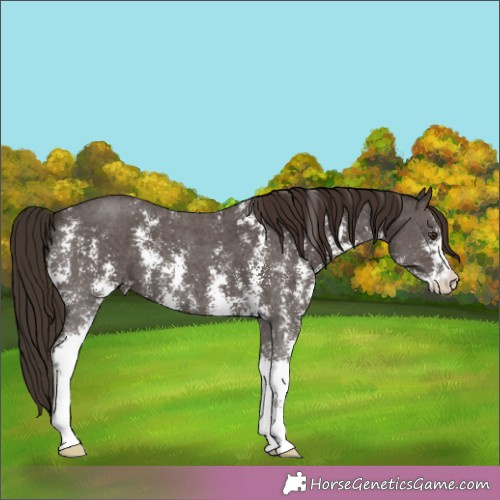 Horse Color:Liver Chestnut Sabino 