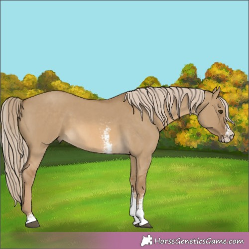 Horse Color:Chocolate Palomino Dun Sabino 