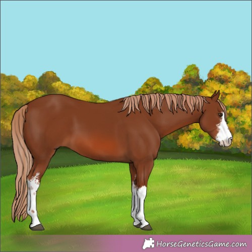 Horse Color:White Spotted Chestnut 