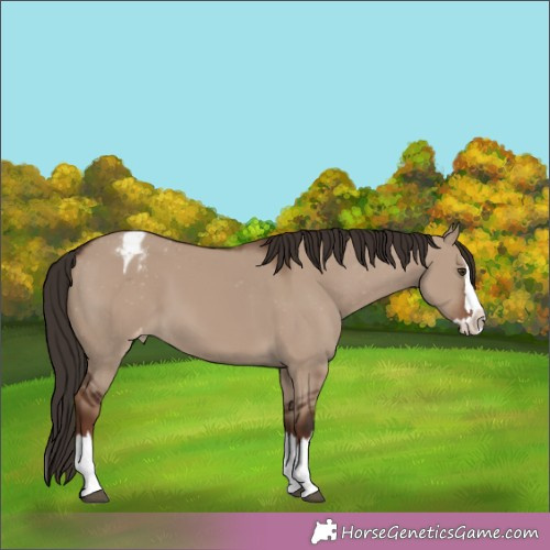 Horse Color:Liver Red Dun Splash Appaloosa  Brindle