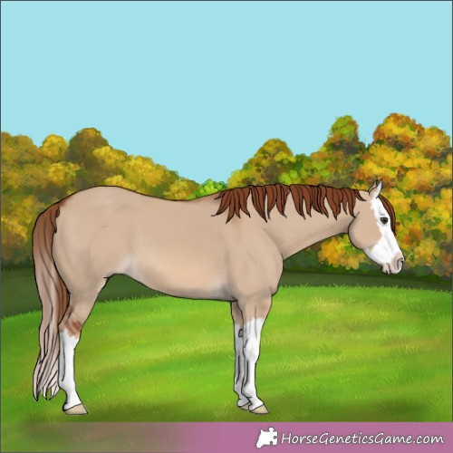 Horse Color:Red Dun Splash 