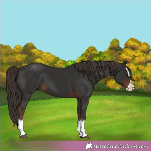 Horse Color:Liver Chestnut Splash 