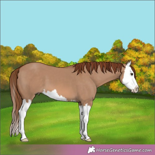 Horse Color:Red Dun Splash 