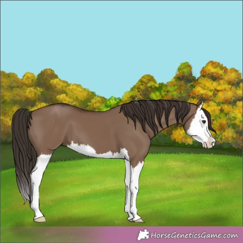 Horse Color:Liver Red Dun Splash 