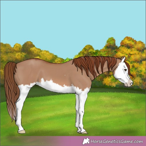Horse Color:Red Dun Splash 