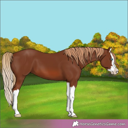 Horse Color:Chestnut Splash 