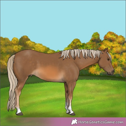 Horse Color:Chocolate Palomino Sabino 