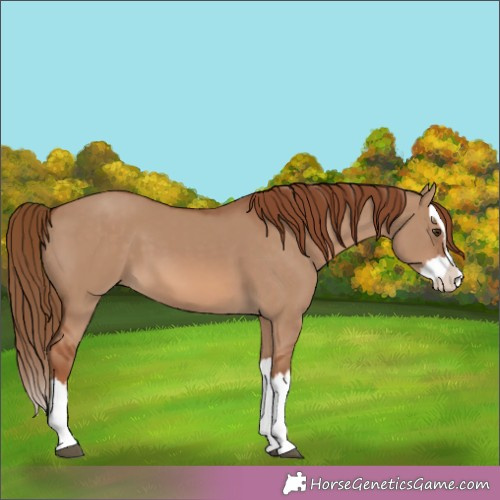 Horse Color:Red Dun Splash 