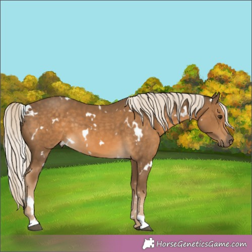 Horse Color:White Spotted Chocolate Palomino 