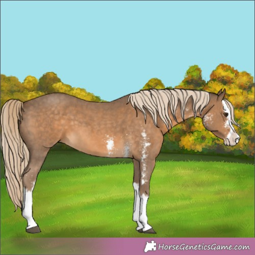 Horse Color:Chocolate Palomino Sabino Splash 