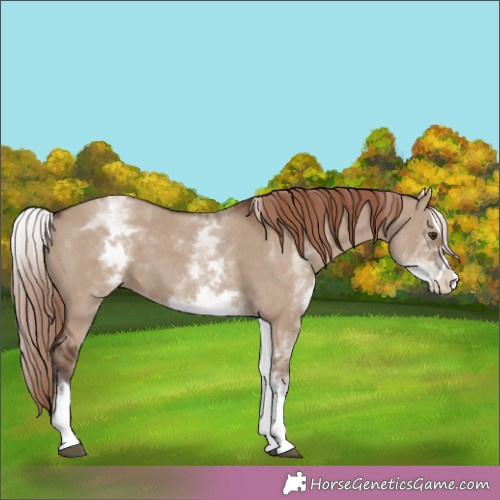 Horse Color:White Spotted Liver Red Dun Splash 