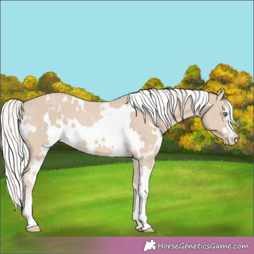 Horse Color:White Spotted Cremello 