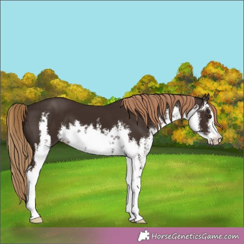 Horse Color:White Spotted Liver Chestnut 