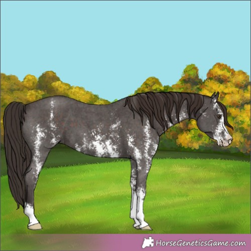 Horse Color:Liver Chestnut Sabino 