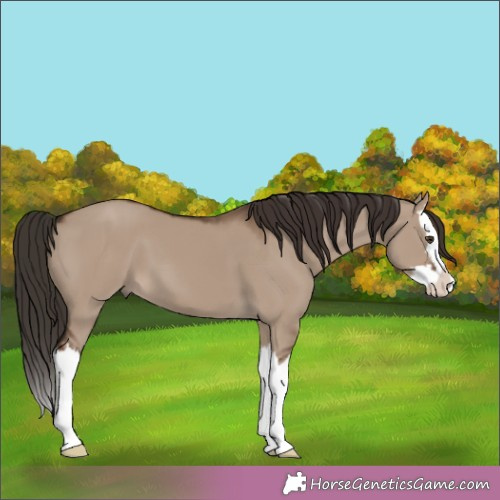 Horse Color:Liver Red Dun Splash 