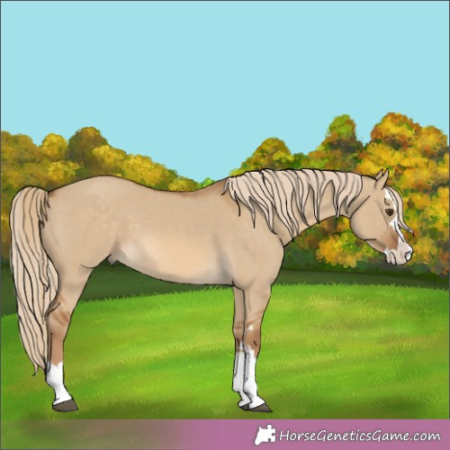 Horse Color:Chocolate Palomino Dun Splash 
