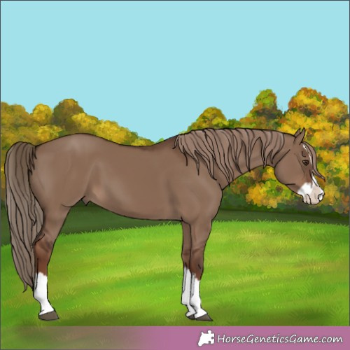 Horse Color:Liver Red Dun Splash 