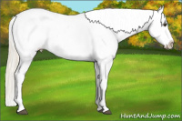 Horse Color:Palomino Ice Appaloosa Rabicano 