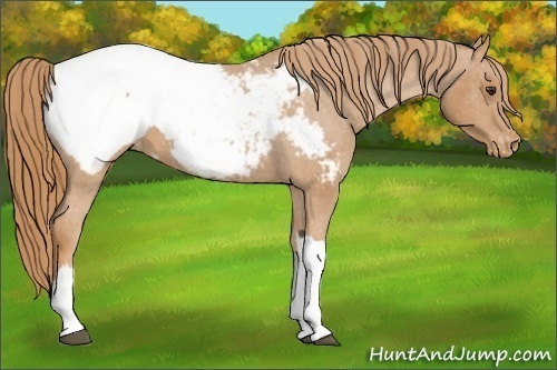 Horse Color:Chestnut Snowcap