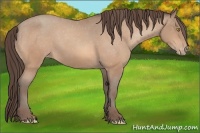 Horse Color:Amber Champagne Appaloosa 