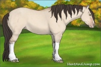 Horse Color:Amber Champagne Dun 