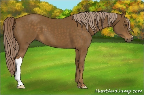 Horse Color:Chocolate Palomino 