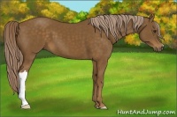Horse Color:Chocolate Palomino 