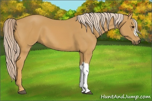 Horse Color:Palomino 