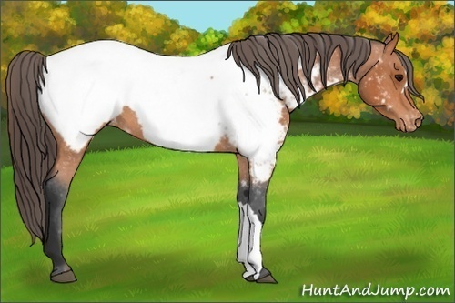 Horse Color:Bay Appaloosa 