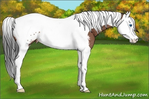 Horse Color:Bay Splash Tobiano Blanket Rabicano 