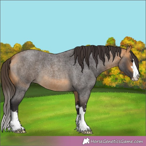 Horse Color:Buckskin Roan 