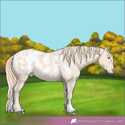Horse Color:Perlino Appaloosa 