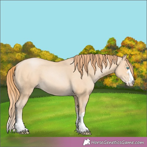 Horse Color:Buckskin Pearl 