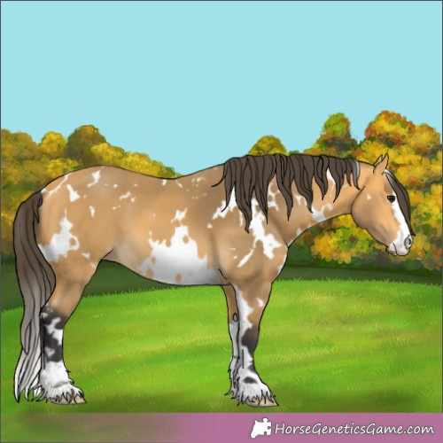 Horse Color:White Spotted Buckskin 