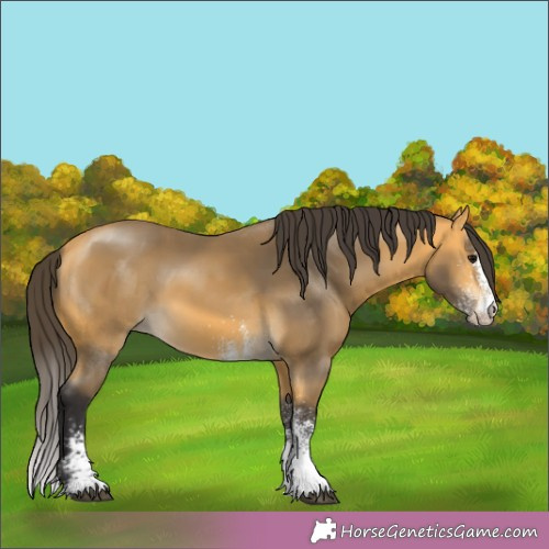 Horse Color:White Spotted Buckskin 