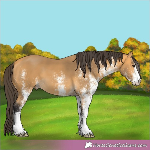 Horse Color:White Spotted Buckskin 