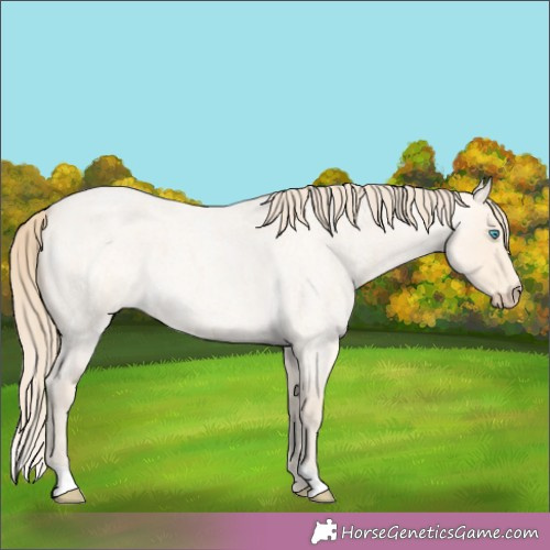 Horse Color:Perlino Roan 