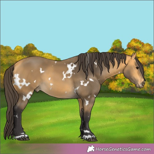 Horse Color:White Spotted Buckskin 
