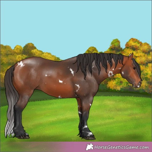 Horse Color:White Spotted Bay 