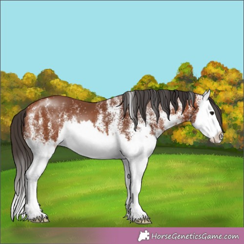 Horse Color:White Spotted Brown Splash 