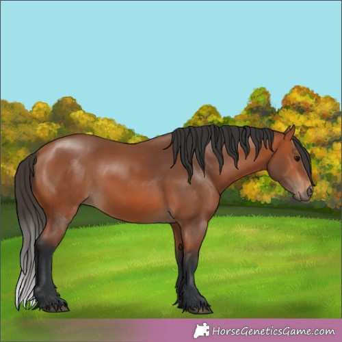 Horse Color:Brown 