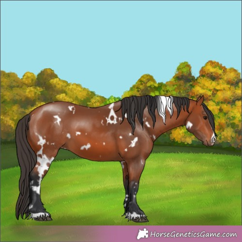 Horse Color:White Spotted Bay 