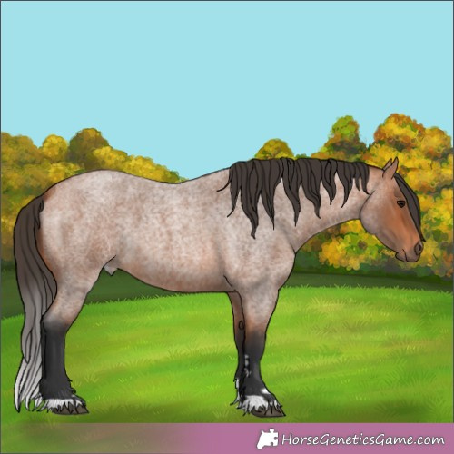 Horse Color:Bay Roan 