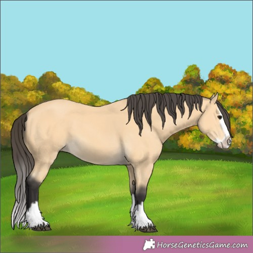 Horse Color:Buckskin Splash 